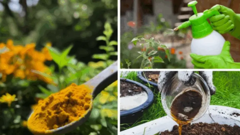 Vierte CÚRCUMA EN TU JARDÍN Y OBSERVA LO QUE SUCEDE: ¡EL REMEDIO SECRETO DEL JARDINERO NATURAL!