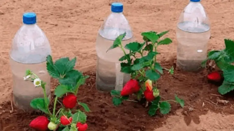 CÓMO REGAR LAS PLANTAS DURANTE UN MES SIN GASTAR DINERO: CONSEJOS PRÁCTICOS Y ECONÓMICOS