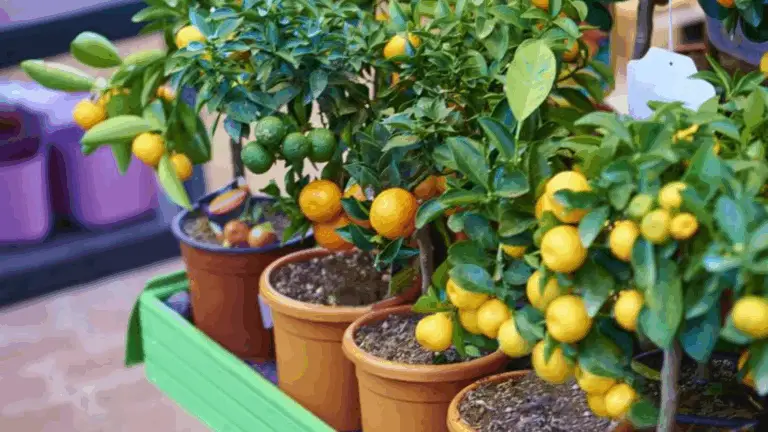 SÍ, PUEDES CULTIVAR ÁRBOLES FRUTALES EN MACETAS: COMENZANDO CON UN BALDE DE 5 GALONES PARA UN HUERTO EN PEQUEÑO ESPACIO