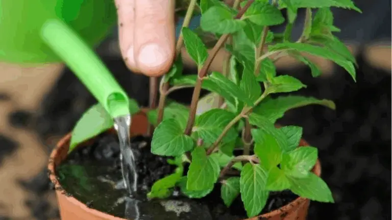 CÓMO CULTIVAR MENTA EN CASA DE MANERA FÁCIL Y SENCILLA