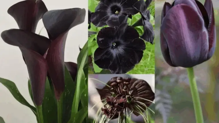 FLORES QUE HACEN FALTA EN TU JARDÍN: DESCUBRE LAS PLANTAS QUE TRANSFORMARÁN TU ESPACIO