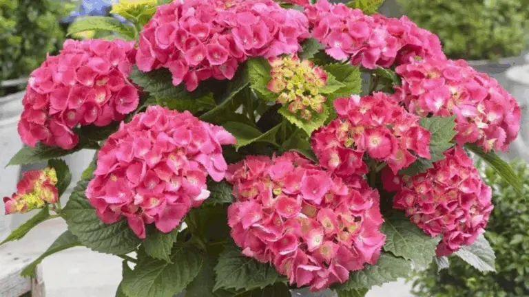 FLORES DE AZALEAS: GUÍA COMPLETA PARA QUE FLOREZCAN ABUNDANTEMENTE EN TU JARDÍN