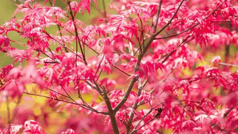 GUÍA RÁPIDA: LOS ÁRBOLES IDEALES PARA PLANTAR EXTERIOR SIN DAÑAR EL BANCO