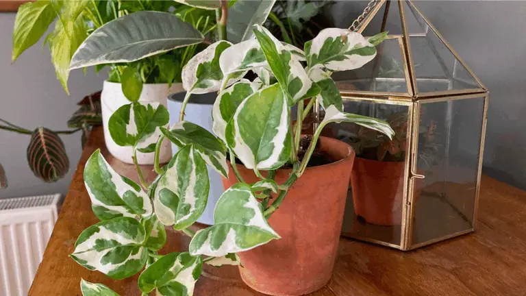 PLANTAS QUE PUEDES FÁCILMENTE PROPAGAR A PARTIR DE ESTACAS: GUÍA COMPLETA PARA INICIANTES