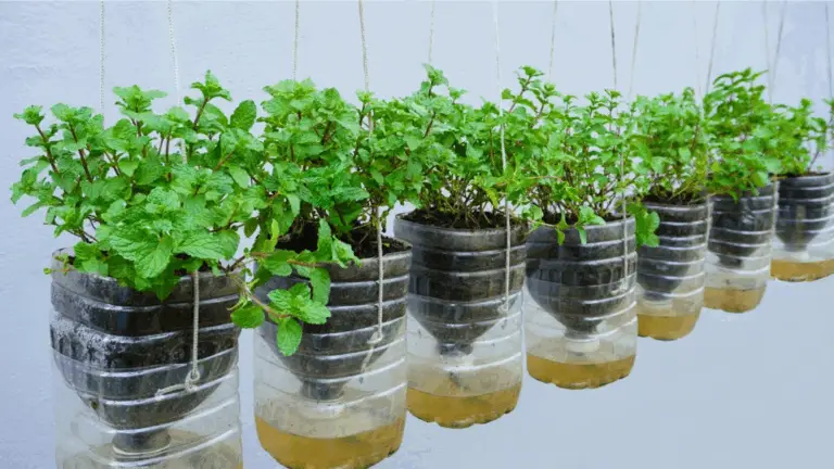 CÓMO CULTIVAR MENTHE EN UN VASO DE PLÁSTICO: TÉCNICA SENCILLA Y EFICAZ