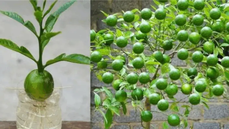 CÓMO HACER UNA FERTILIZANTE CASERA PARA TU LIMONERO Y CONSEGUIR UNA ÁRBOL LLENO DE FRUTOS
