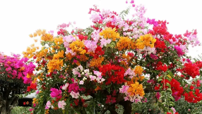 JOLIE BOUngainvillea: PLANTAS JUNTAS DE MÚLTIPLES COLORES PARA TRANSFORMAR TU JARDÍN