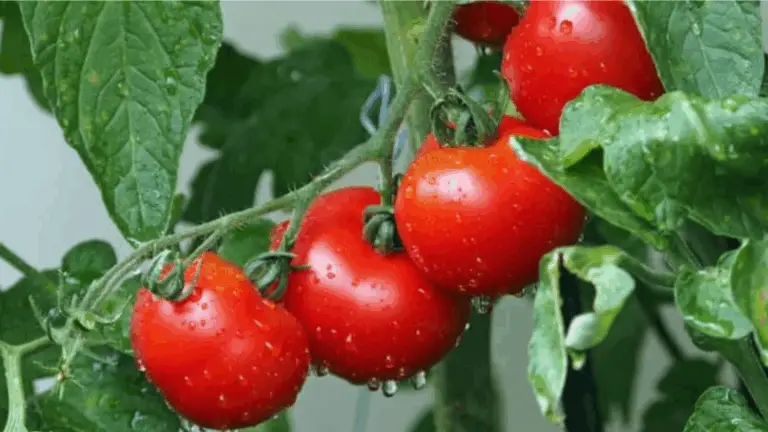 NO N PLANTEA NUNCA TOMATES, PIMIENTOS Y CONCOMBRES SIN ESTO: EL SECRETO DE LA SALUD Y LA ABUNDANCIA EN TU HUERTO