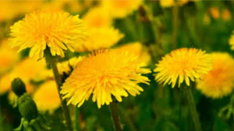 HOLA, SOY EL DIENTE DE LEÓN (DIENTE DE LEÓN): EL AMIGO DE TU JARDÍN Y LA NATURALEZA