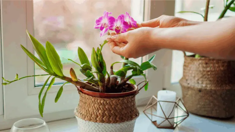 CUIDA TUS ORQUÍDEAS PARA QUE FLOREZCAN TODO EL AÑO: CONSEJOS NATURALES Y FÁCILES