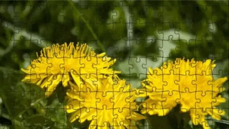 ¡DEJANDO QUE GANEN LOS DIENTES DE LEÓN Y EL TRÉBOL!