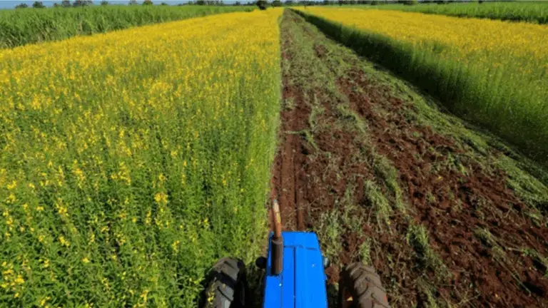 CÓMO UTILIZAR EL ABONO VERDE EN LA ROTACIÓN DE CULTIVOS PARA LA SALUD A LARGO PLAZO DEL SUELO
