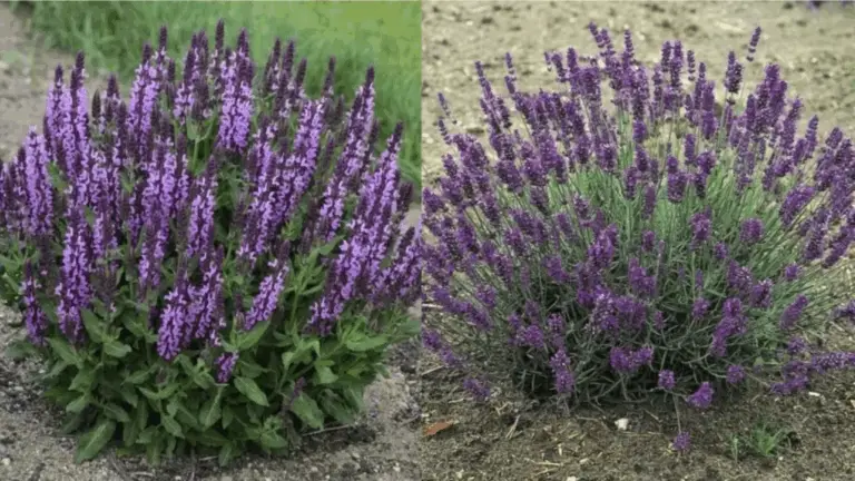 9 PLANTAS RESISTENTES QUE RÍEN DE LA TIERRA POBRE Y SUS CONDICIONES