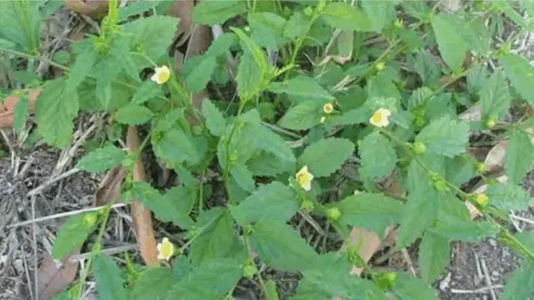 EL PODER OCULTO DE LA HIERBA TENAZ: LA MARAVILLA SIN PRETENSIONES DE LA NATURALEZA
