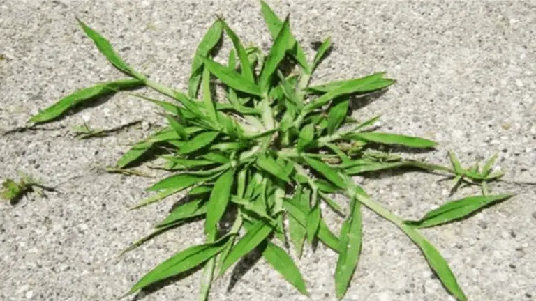 LA PLANTA QUE VES EN LA FOTO: UNA DE LAS MÁS MILAGROSAS DEL MUNDO