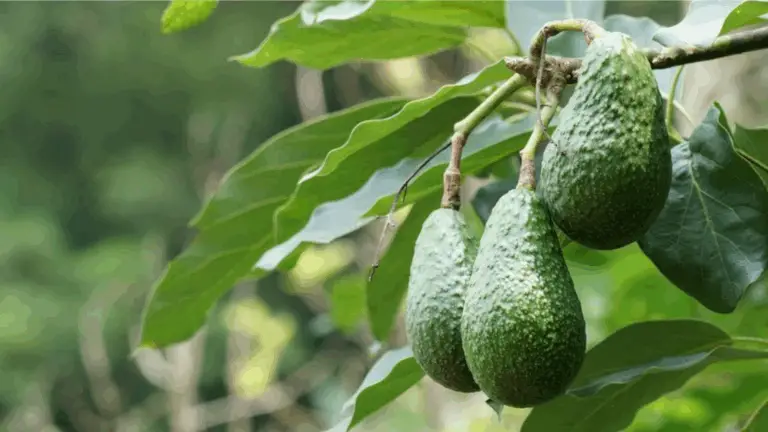 CÓMO CULTIVAR UN ABACACO EN MACETA Y OBTENER FRUTOS EN SOLO 6 MESES