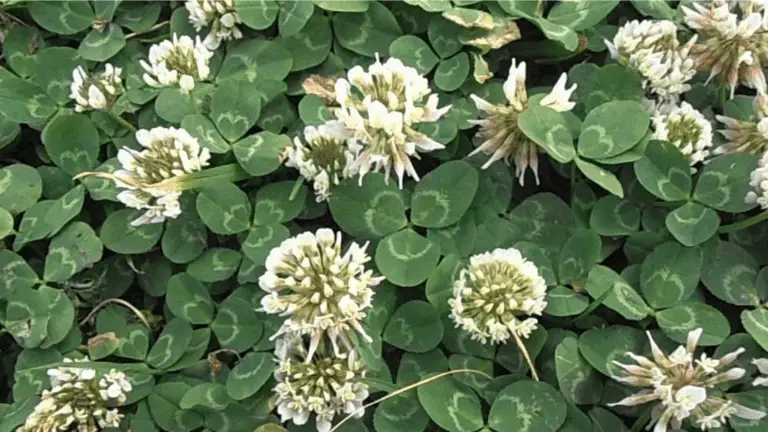 TREMBOL DE BENEFICIOS DEL TRÉBOL BLANCO (TRIFOLIUM REPENS) Y SUS USOS CASEROS
