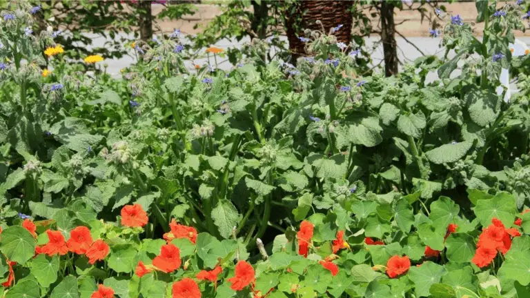 La Plantación de Compañeros Hecha Sencilla: ¡Plantas que Se Ayudan Mutuamente a Prosperar! 🌱