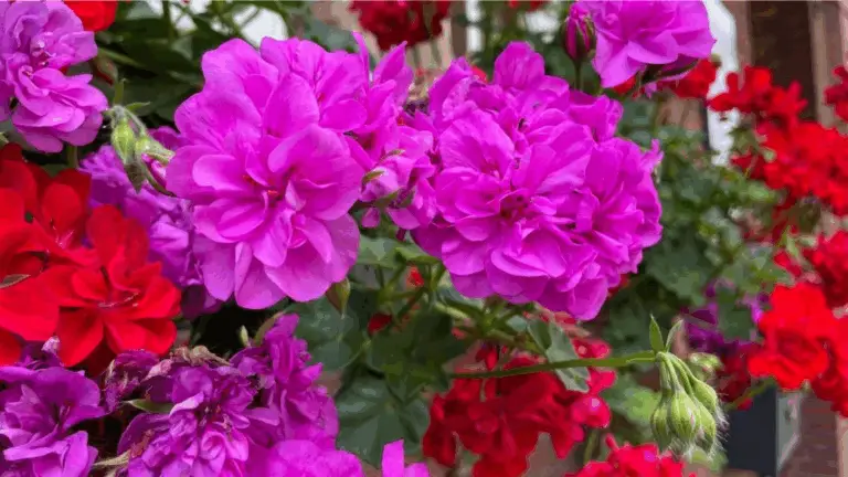 Cómo producir geranios exuberantes: el método infalible de la hoja 🌺