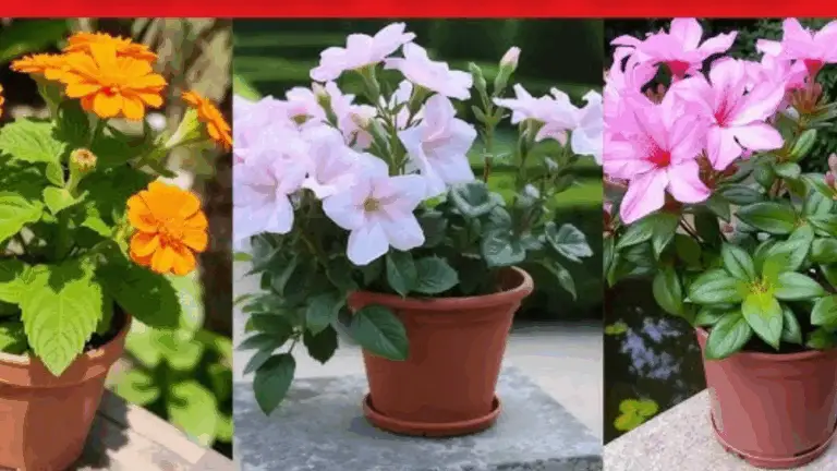  PLANTAS QUE FLORECEN EN CANTEROS BARATOS DE 5 GALONES