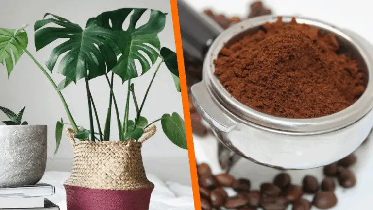 CÓMO UTILIZAR LOS RESTOS DE CAFÉ PARA FORTALECER TUS PLANTAS