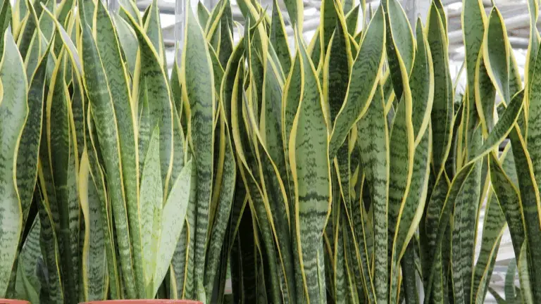 UNA ASTUCIA POCO CONOCIDA PARA HACER FLORIR TU PLANTA LENGUA DE BELLA-MADRE