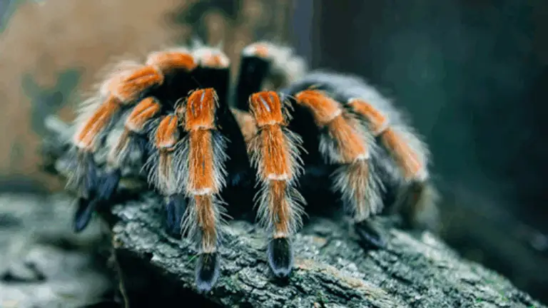 GUÍA DE SEGURIDAD SOBRE LAS ARÁGNAS: CONOCE QUÉ ES PELIGROSO