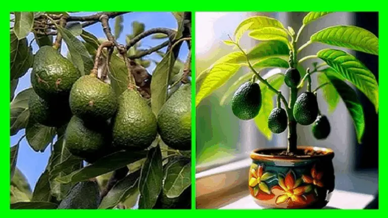 6 CONSEJOS PARA CULTIVAR AGUACATES EN MACETA Y LOGRAR QUE DÉ FRUTO
