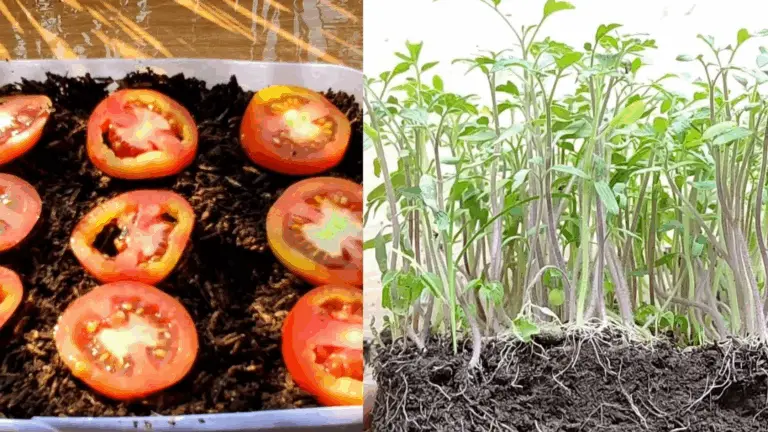 CÓMO HACER CRECER PLANTAS DE TOMATE A PARTIR DE UNA SOLA TRANCE: ¡UNA REVELACIÓN INCREÍBLE DEL TIEMPO!