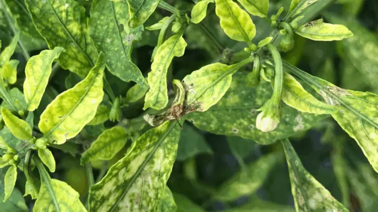 Cómo Detectar Temprano los Problemas en Tus Plantas con la Identificación Visual
