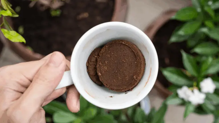 Cómo Beneficiar Tus Plantas Verdes con Café Usado ☕🌿