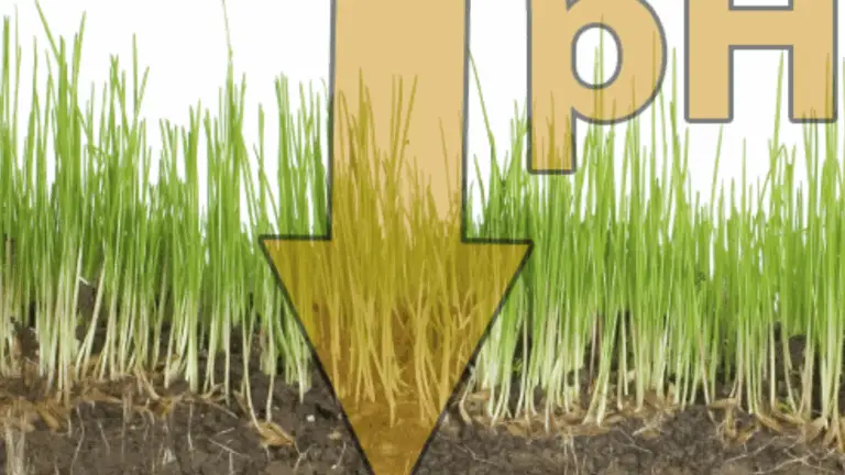 Test rápido del pH del suelo que puedes hacer en casa: ¿Tu suelo es ácido o alcalino? 🌱⚖️