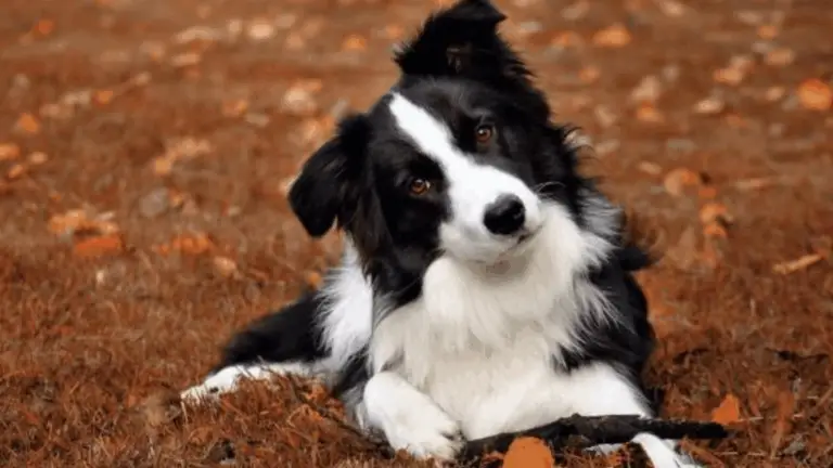 Entender el Lenguaje Corporal del Perro: Claves para Conectarte Mejor con Tu Mascota 🐶✨