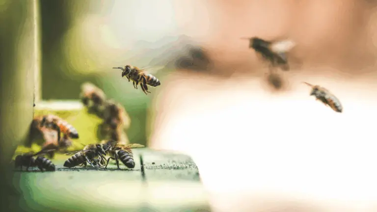 Cómo ayudar a las abejas en tu jardín: consejos esenciales para protegerlas y fortalecer su salud 🐝🌼