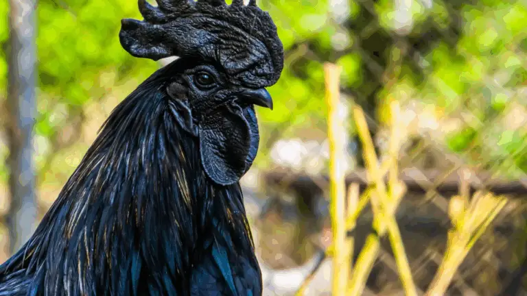 Ayam Cemani: El Misterio del Pollo Negro de Indonesia 🐔✨