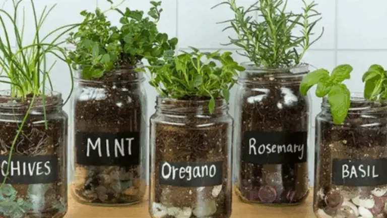 9 Hierbas Faciles de Cultivar en Frascos de Vidrio (¡No Necesitas un Jardín!)
