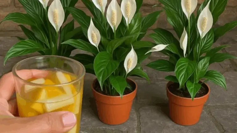 UNA SOLA TAZA HACE GERMINAR EL LIS DE LA PAZ, CON MUCHAS FLORES TODO EL AÑO