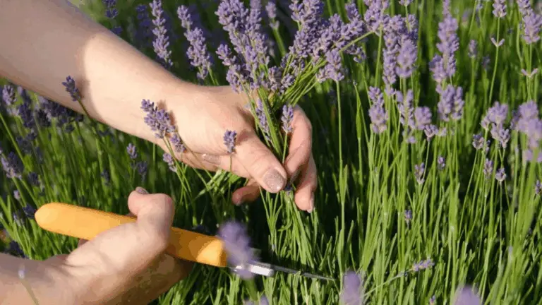 CÓMO Y CUÁNDO PODAR LA LAVANDA PARA MANTENER SU BELLEZA Y SALUD