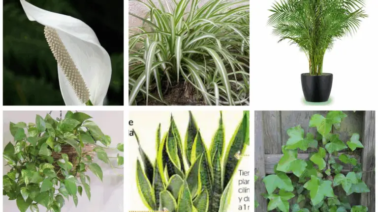9 PLANTAS QUE PURIFIENT EL AIRE EN CASA Y ELIMINAN LOS OLORRES DESAGRADABLES