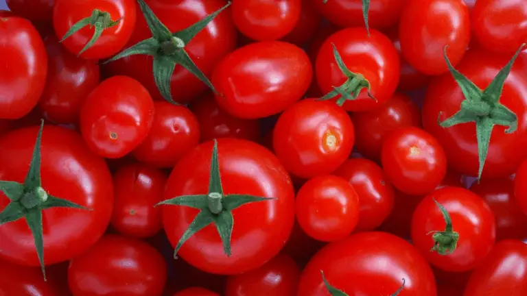 DESCUBRE LOS SECRETOS DE LAS VARIEDADES DE TOMATE