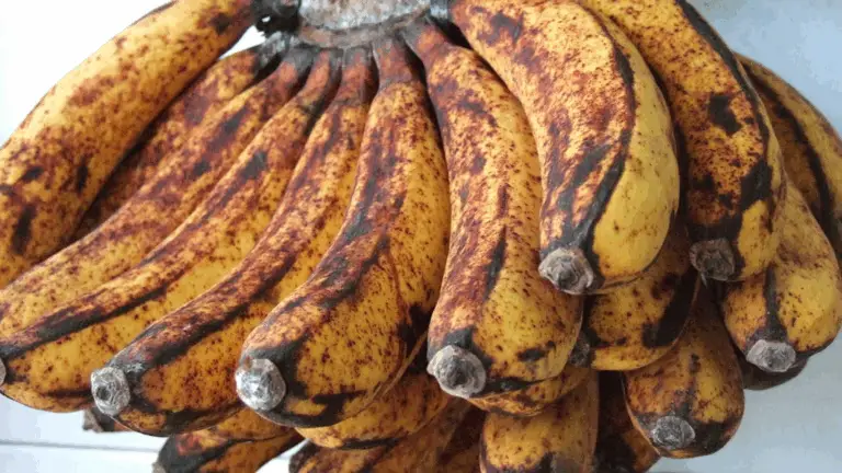 CUANDO TERMINA EL CICLO DE ALIMENTAR A LOS INSECTOS BENEFICIOSOS, TODO VA DIRECTO AL COMPOST: EL CÓMO CERRAR EL CICLO NATURAL PARA UN HOGAR MÁS SOSTENIBLE