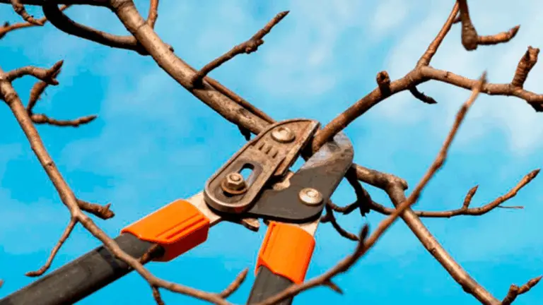 ELAGAGE: CÓMO HACER CORRECTAS LAS CORTES PARA CUIDAR TU ÁRBOL