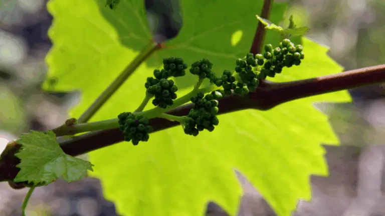 EL AZAR DE LA UVA: CÓMO LOGRAR UNA FLORACIÓN OPTIMA PARA MAXIMIZAR LA PRODUCCIÓN