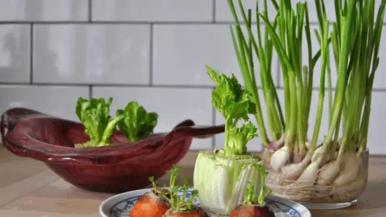 CULTIVAR HONGOS EN CASA: UNA ACTIVIDAD SIMPÁTICA, SENCILLA Y BENEFICIOSA