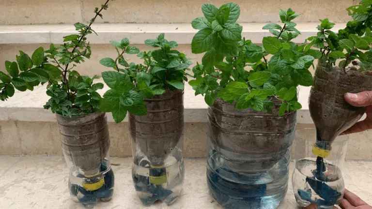 CÓMO HACER CRECER MENTA TODO EL AÑO CON UNA TÉCNICA SENCILLA Y EFICAZ