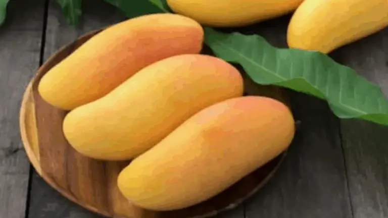 EL MANGO TAILANDÉS MINIATURIZADO: FRUTOS TRES VECES AL AÑO Y UNA OPCIÓN EXCEPCIONAL PARA TU HUERTO