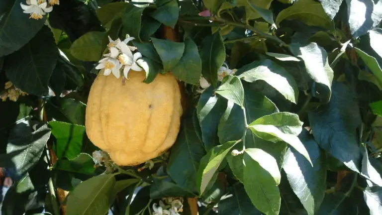 CÓMO IMPULSAR LA PRODUCCIÓN DE LIMONES TODO EL AÑO UTILIZANDO LA TÉCNICA DEL SEQUEO CONTROLADO