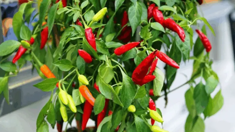 CÓMO CULTIVAR PIMIENTOS DESDE SEMILLAS: GUÍA COMPLETA PARA UN GRAN AGRADABLE