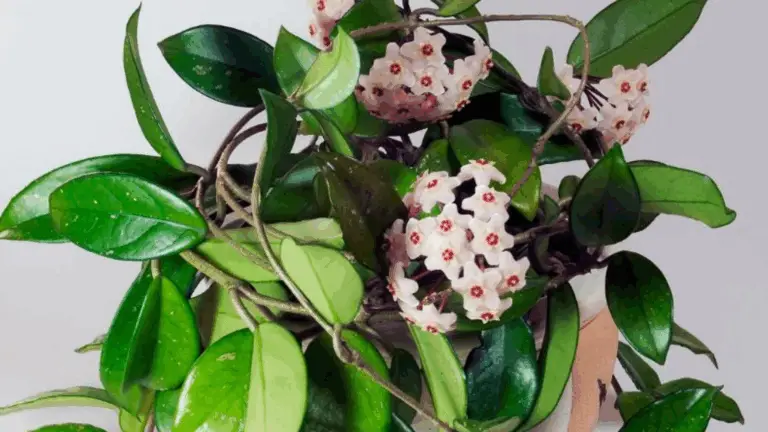 CÓMO CULTIVAR FLORES DE CERA Y TODOS LOS SECRETOS PARA CONSEGUIR QUE FLOREZCAN