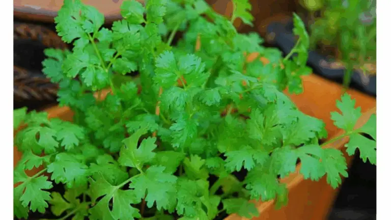 CULTIVO DE CILANTRO: REQUISITOS Y TIEMPO DE SEMILLA